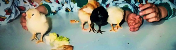 poussins